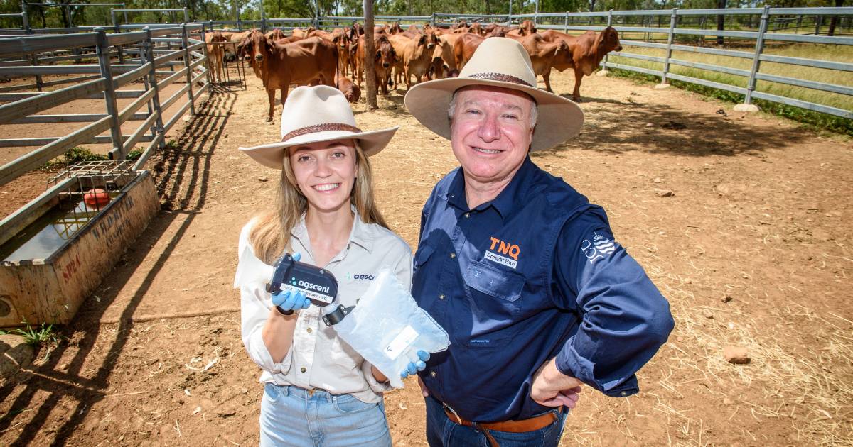 Cattle pregnancy breath test trials take place near Towers