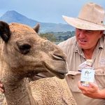 Perished cattle part of enormous Qld flood cleanup