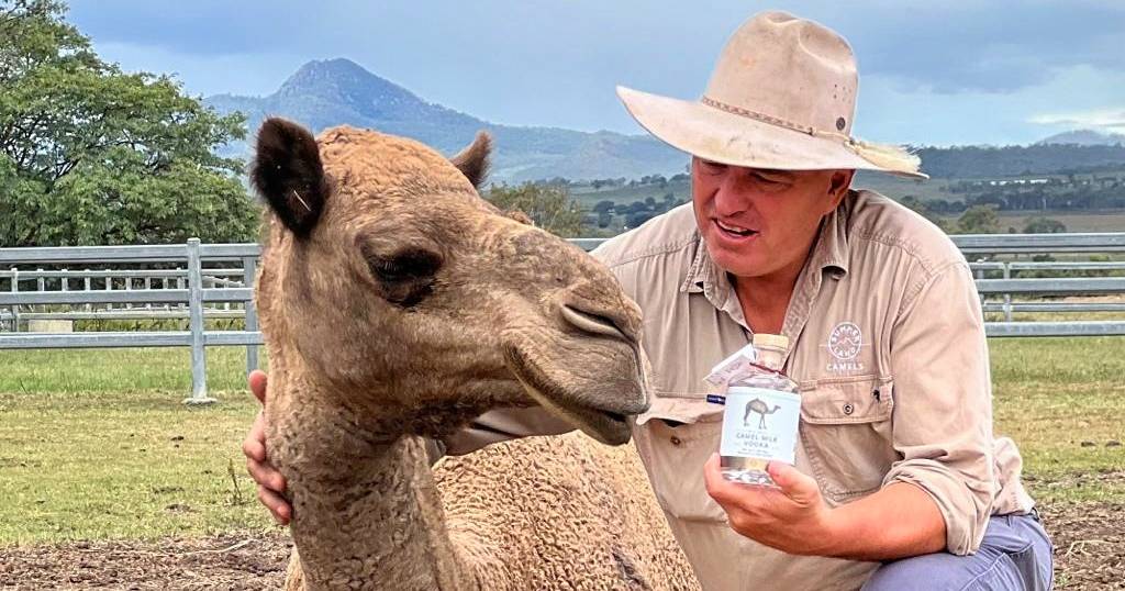 Camel milk vodka on show as farm gates open