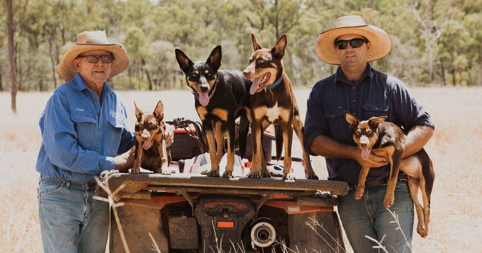 Muster Dogs champion trainer Frank Finger sees great demand for his working dog schools | Queensland Country Life