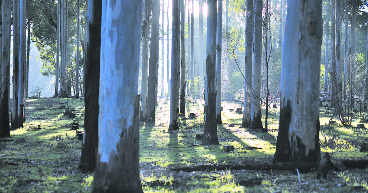 Bigger forestry sector needed onfarm: Watt