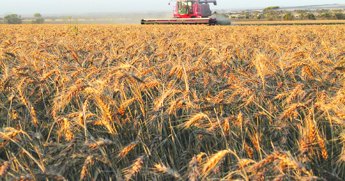 Low protein Australian wheat could be competitive in overseas markets says AEGIC Ken Quail | Farm Weekly