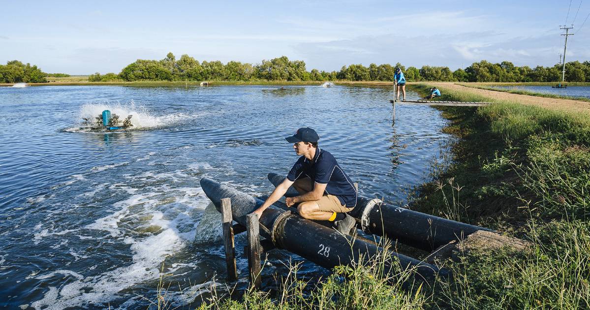 Pacific Reef Tigers, Jody Mulholland win at Sustainable Seafood Awards | North Queensland Register