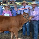 Heifer triplets defy the odds to thrive at Baralaba stud