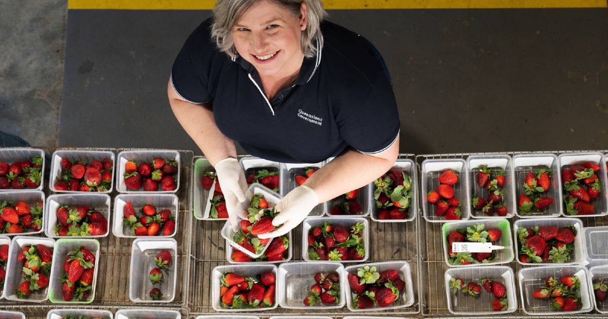 Strawberry bred for future robotic harvest