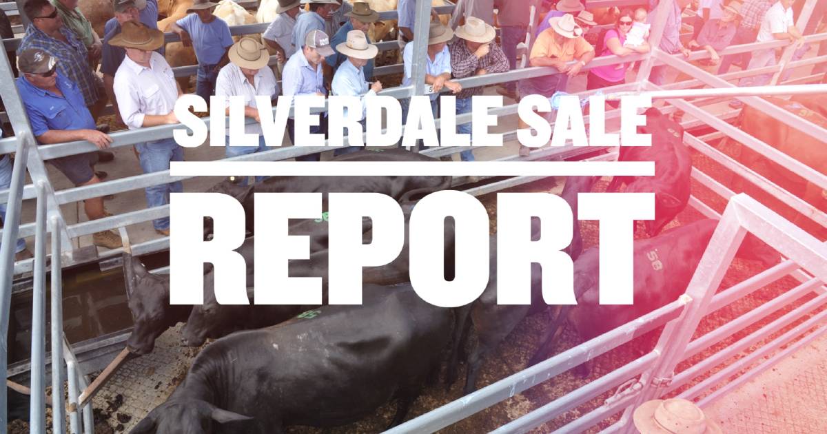 Silverdale cattle sale feeder prices remain firm | Queensland Country Life