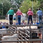 From goat depot owner to tourism operator, a lesson in outback adaptability