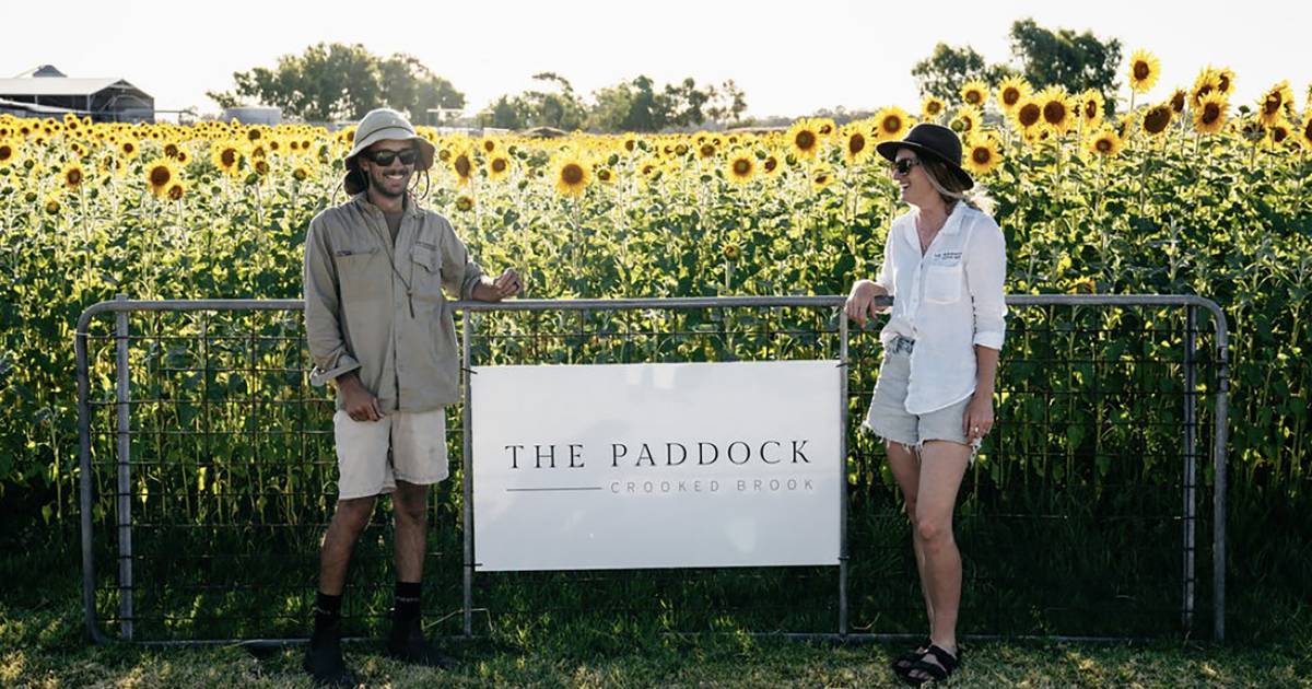 Once upon a time in a sunflower field