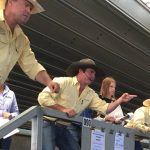 Dalby sale 1 Mar 2023: Prices ease in larger yarding