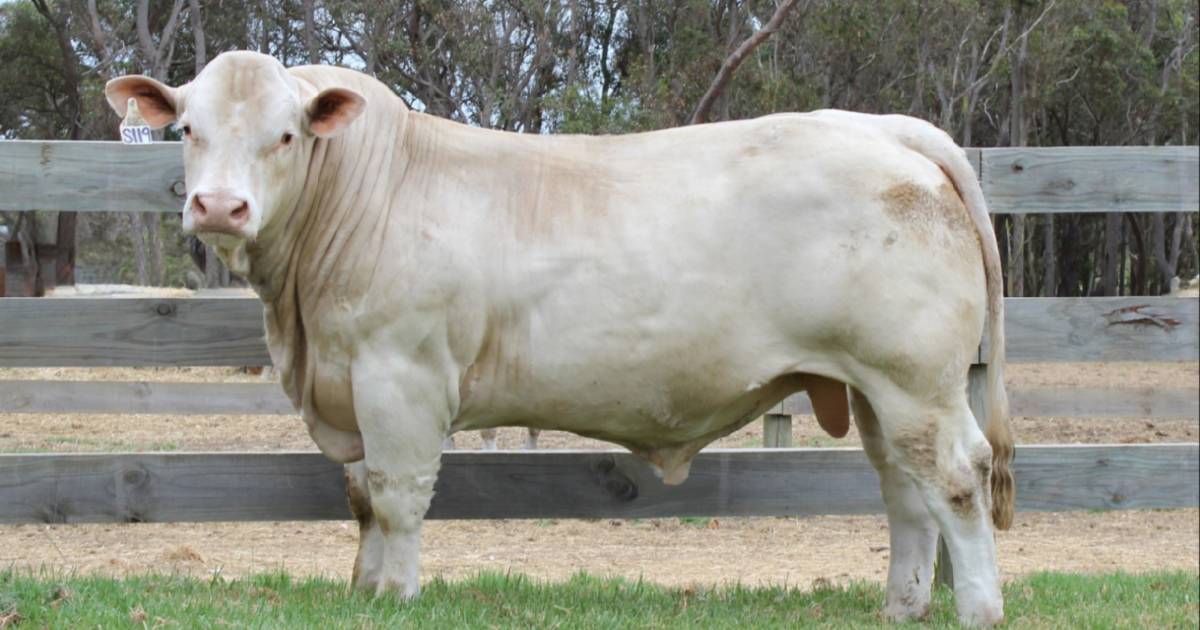 Silverstone Charolais averages way up