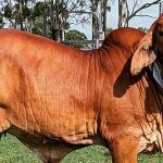 Terragen's cattle supplement sales climb