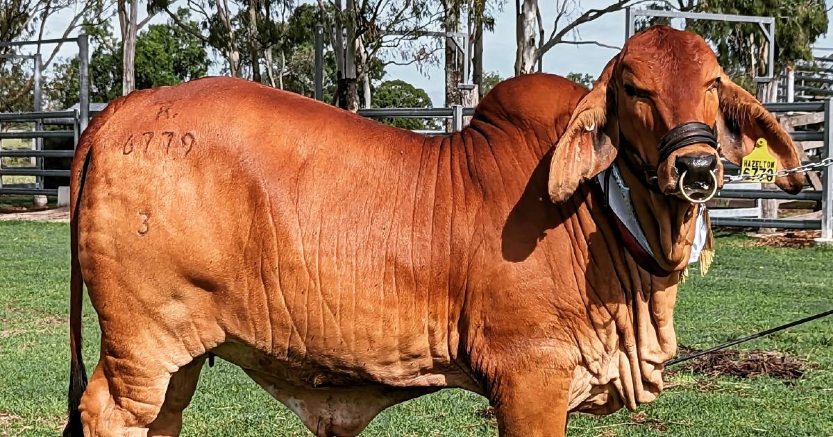 Around the ring: Brahmans claim top honours at Proston show