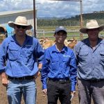 Heavy feeder steers dearer at Silverdale