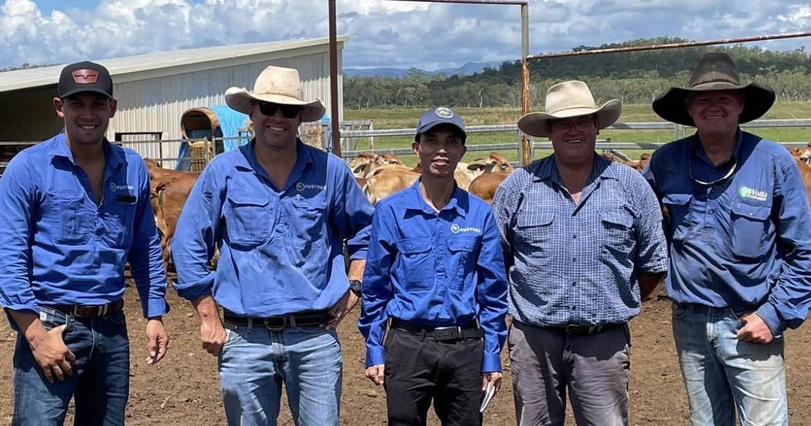 Nutrien Mackay and Austrex ship 3000 central and North Queensland heifers to Vietnam | North Queensland Register