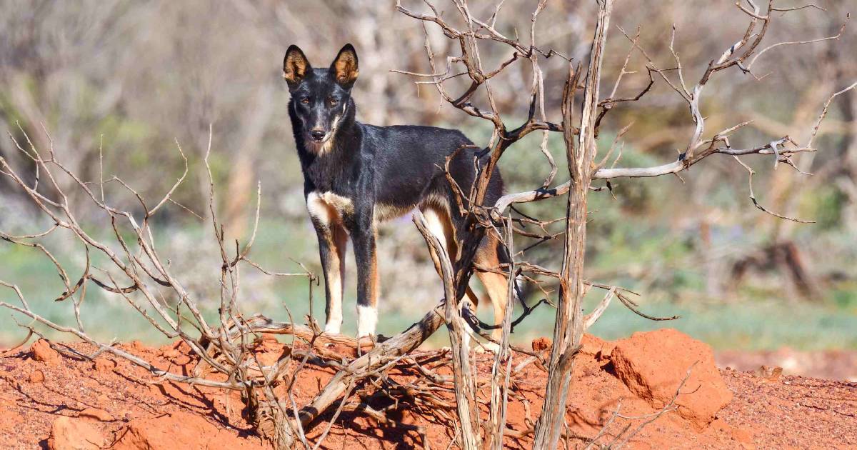 New research advocates maintaining wild dogs on cattle properties