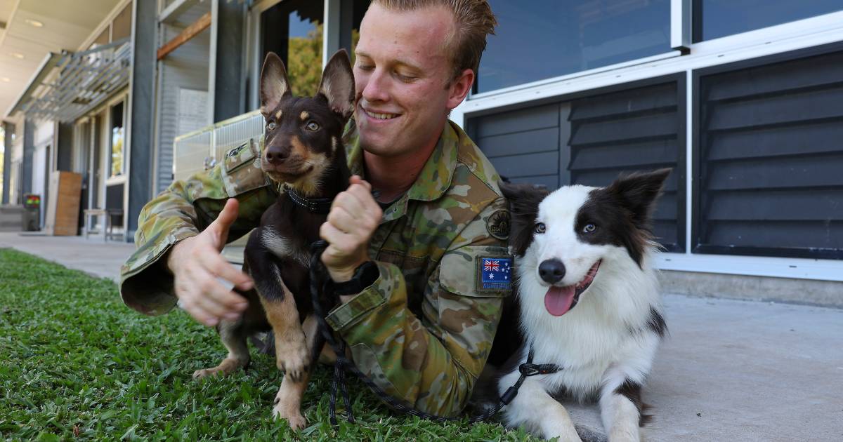 Combat engineer regiment at Townsville trains dogs for explosion detection | North Queensland Register