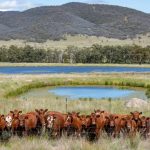 Protein conference hears of Darling Downs’ plan to scale up intensive ag + PICS