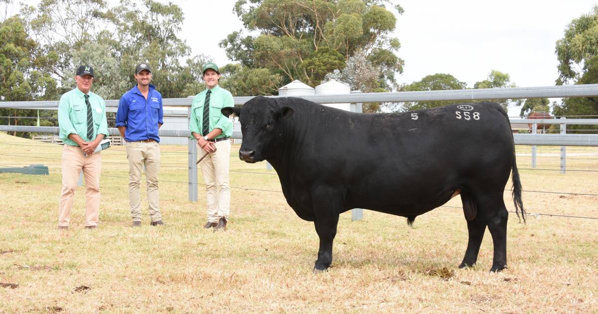 Koojan Hills Angus bull tops $21,000 at Manypeaks sale | Farm Weekly