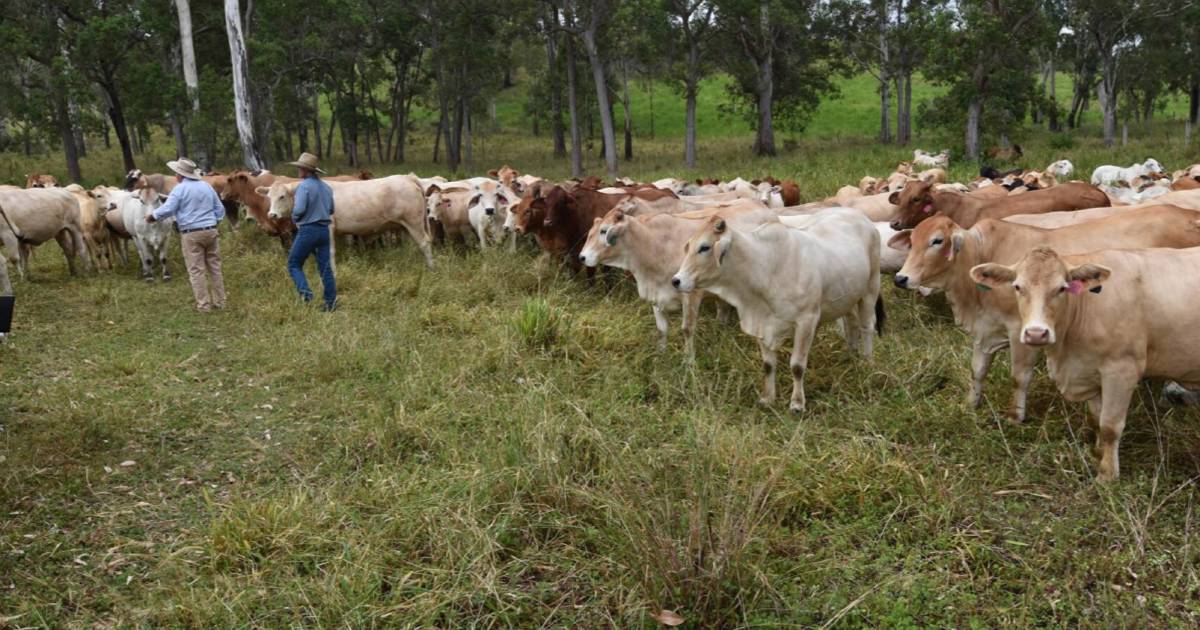 Kantaka offers 1200 hectares of improved pastures