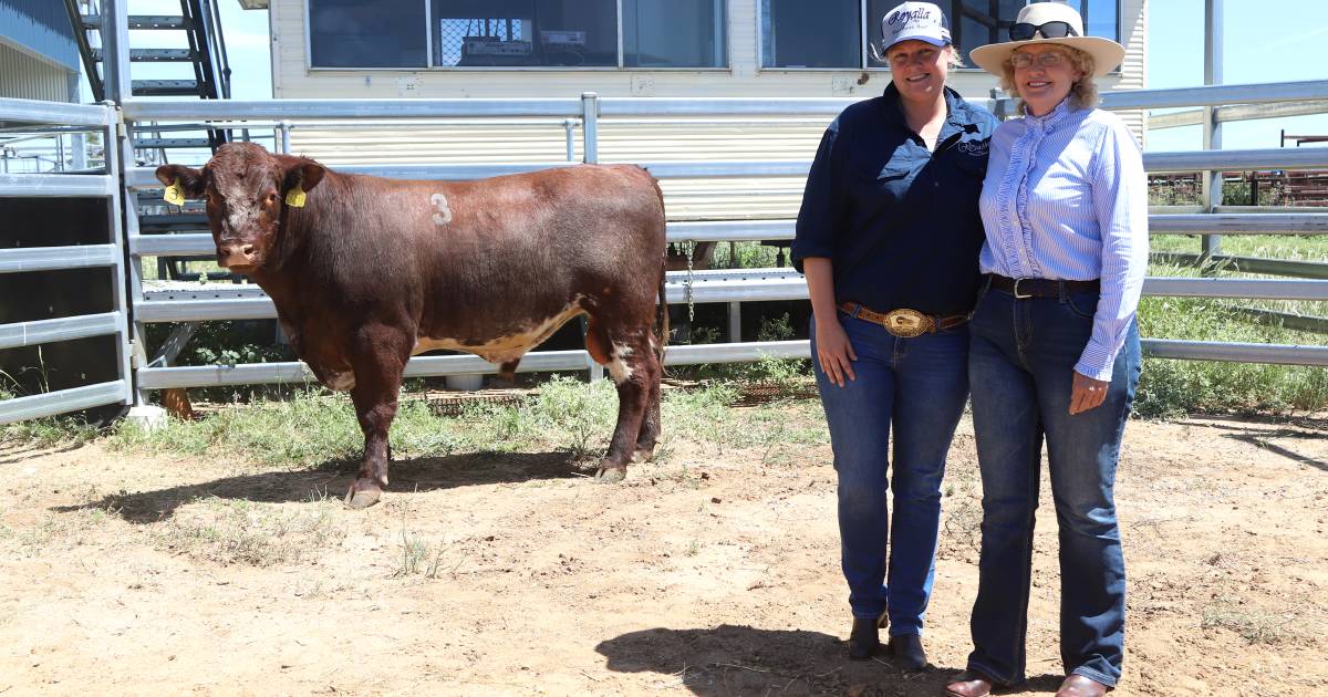 Repeat buyers bring strong support for Royalla at Longreach