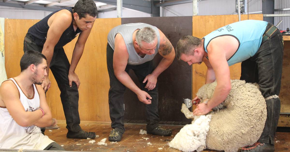 How to fix the shearer shortage? Build a new work force from the ground up. This is where the minister and his opposition agree | The Land