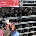 Rain and market hike drives Stanthorpe weaner sale