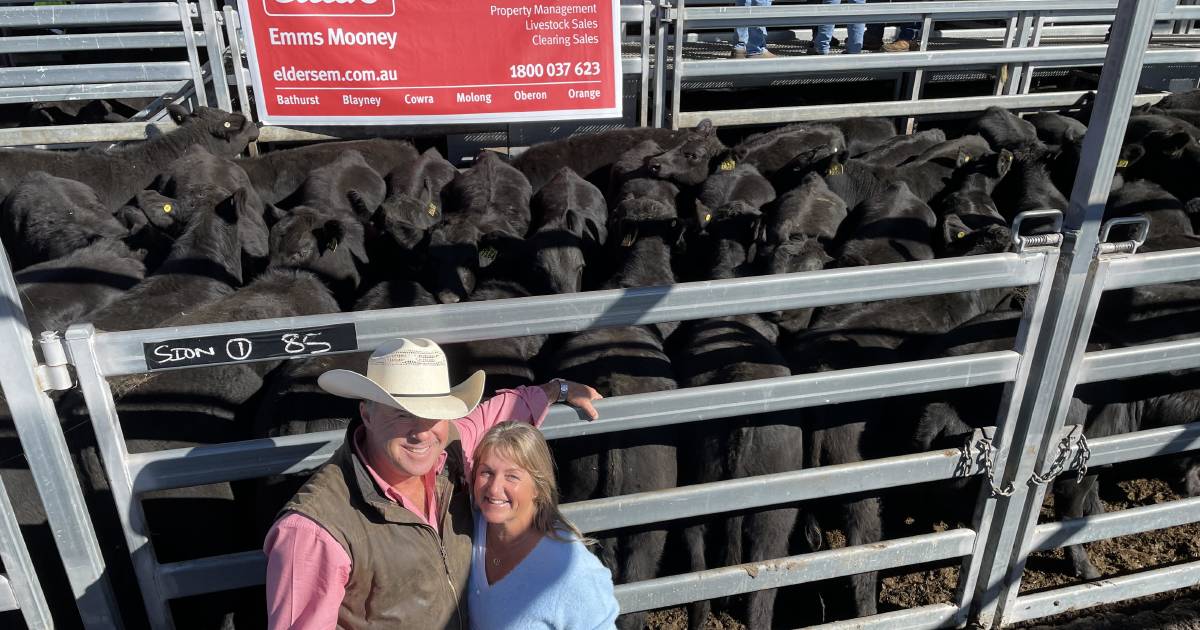 Carcoar heifer prices outpace the steers