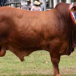 Heifers steal the show at Mountain calf sales