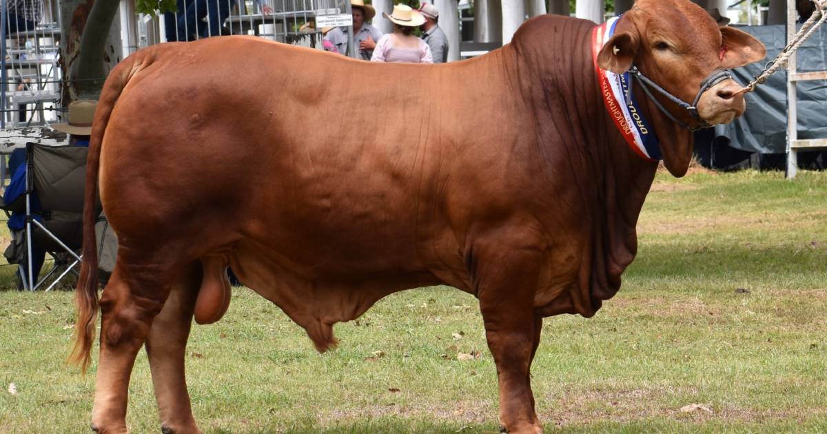 Seymour Droughtmaster stud cleans up at Droughtmaster Futurity | Queensland Country Life