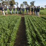 Argentine crops slashed