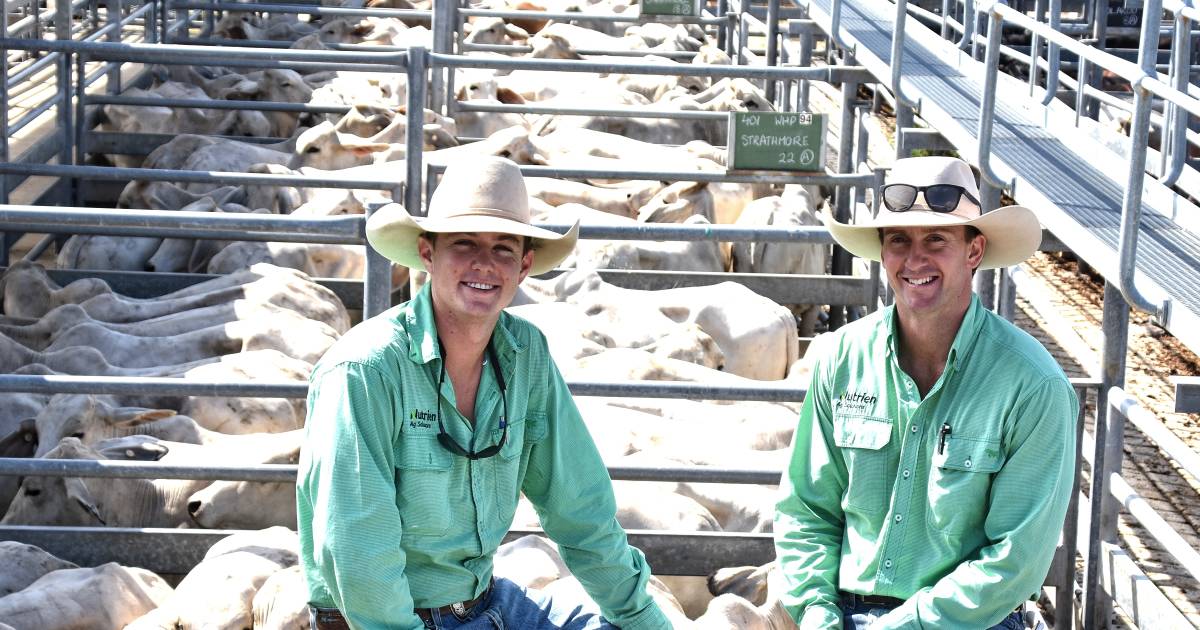 EARLY REPORT | Brahman feeders up 40c/kg at Emerald