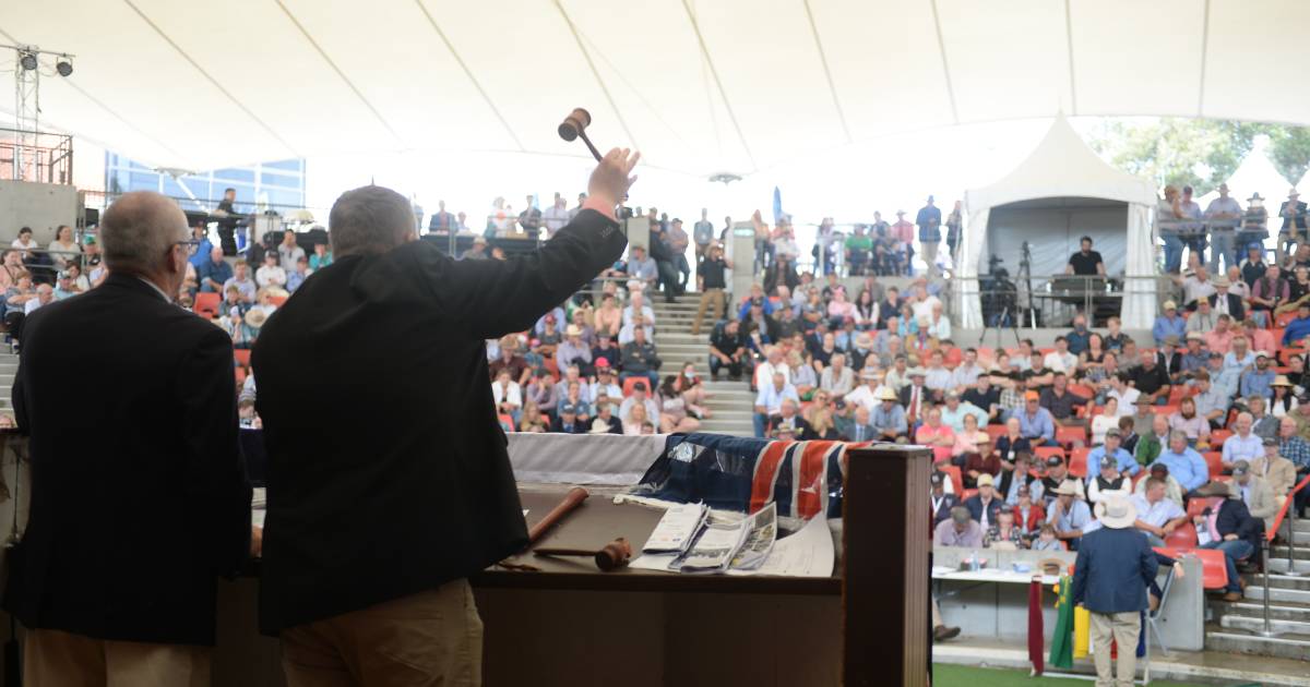 Auctioneers chase a state prize at Sydney Royal Show | The Land