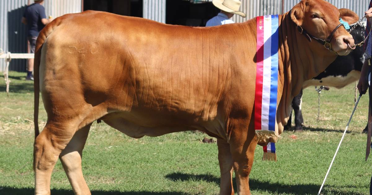 GK Livestock soaks up successful outing at Oakey Show