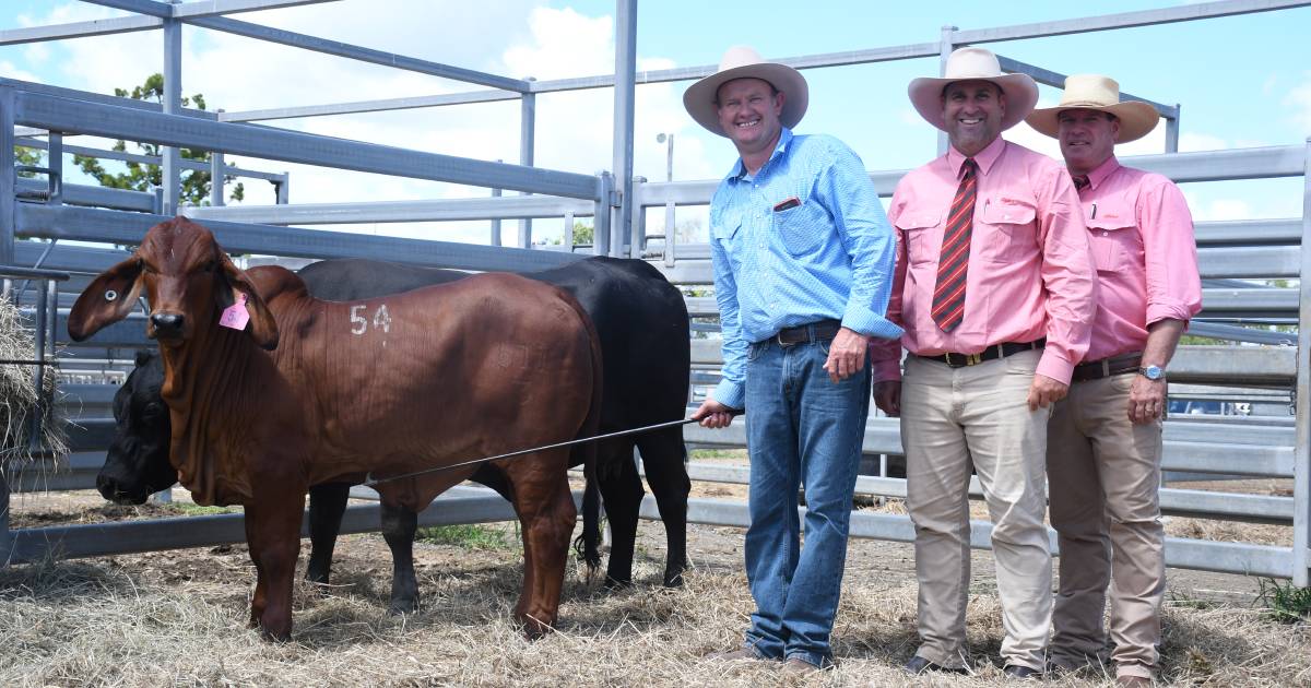 Rocky All Stars Elite Brahman female sale sees new top price record | North Queensland Register