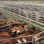 Top 25 Lotfeeders: No. 23 Wambo Feedlot