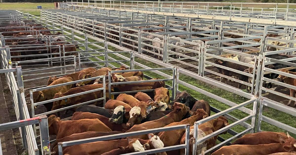 Quality cattle firm at Sarina