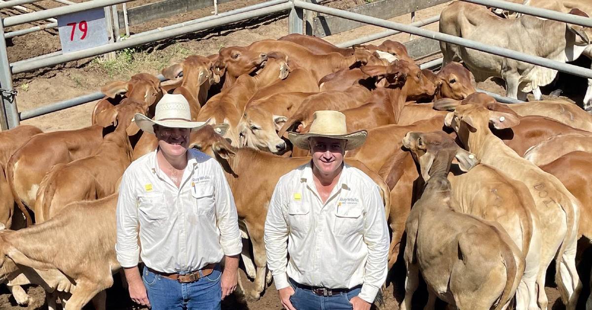 Charters Towers sale returns, yarding 1523 cattle