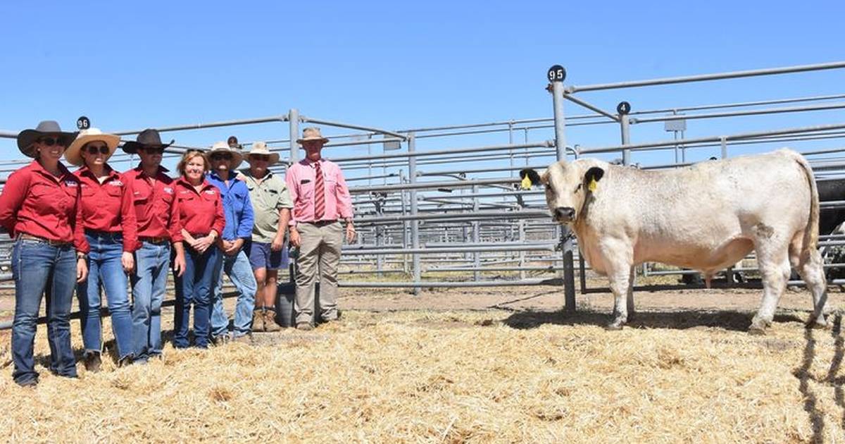 Keiross Speckle Park bulls hit $11,000