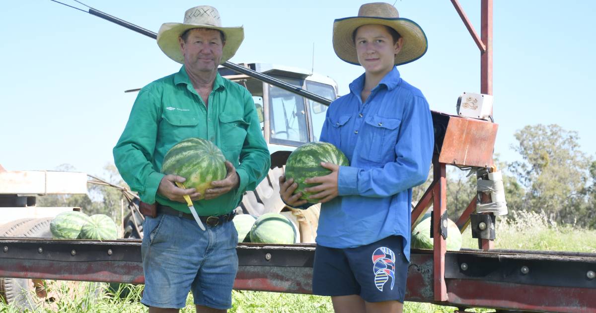 Chinchilla melon growers "forced out" by increasing industry compliance