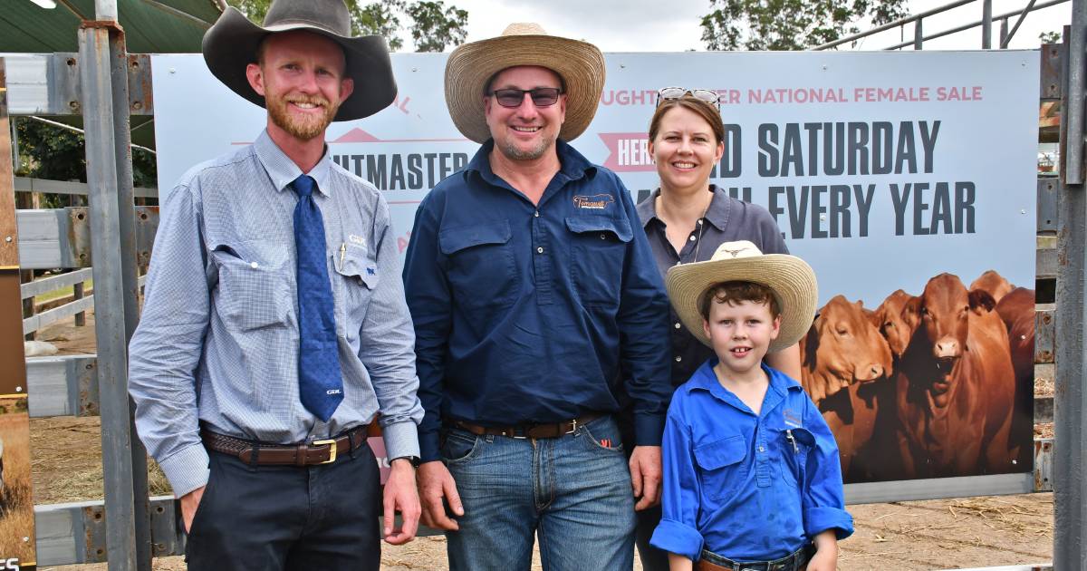 Photos from the 2023 National Droughtmaster Female Sale at Gympie | Photos | Queensland Country Life