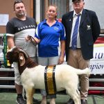 Narralda Shorthorn bulls are in demand