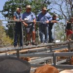 Charters Towers council engages consultants for Dalrymple Saleyards masterplan | Queensland Country Life