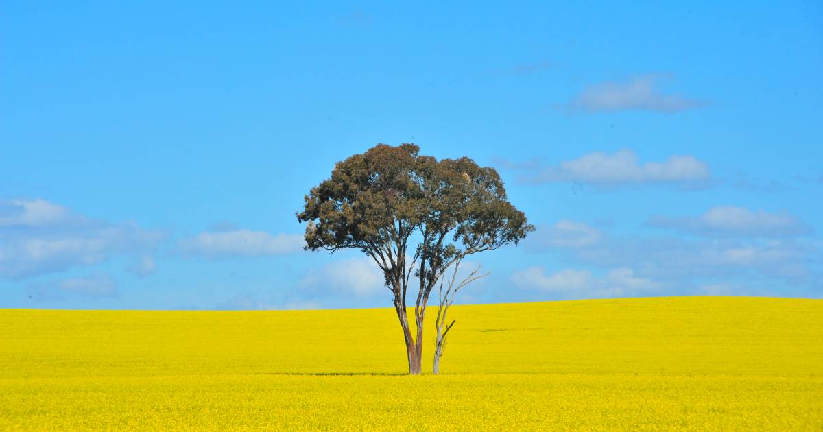 Grain growers cautiously optimistic for year ahead