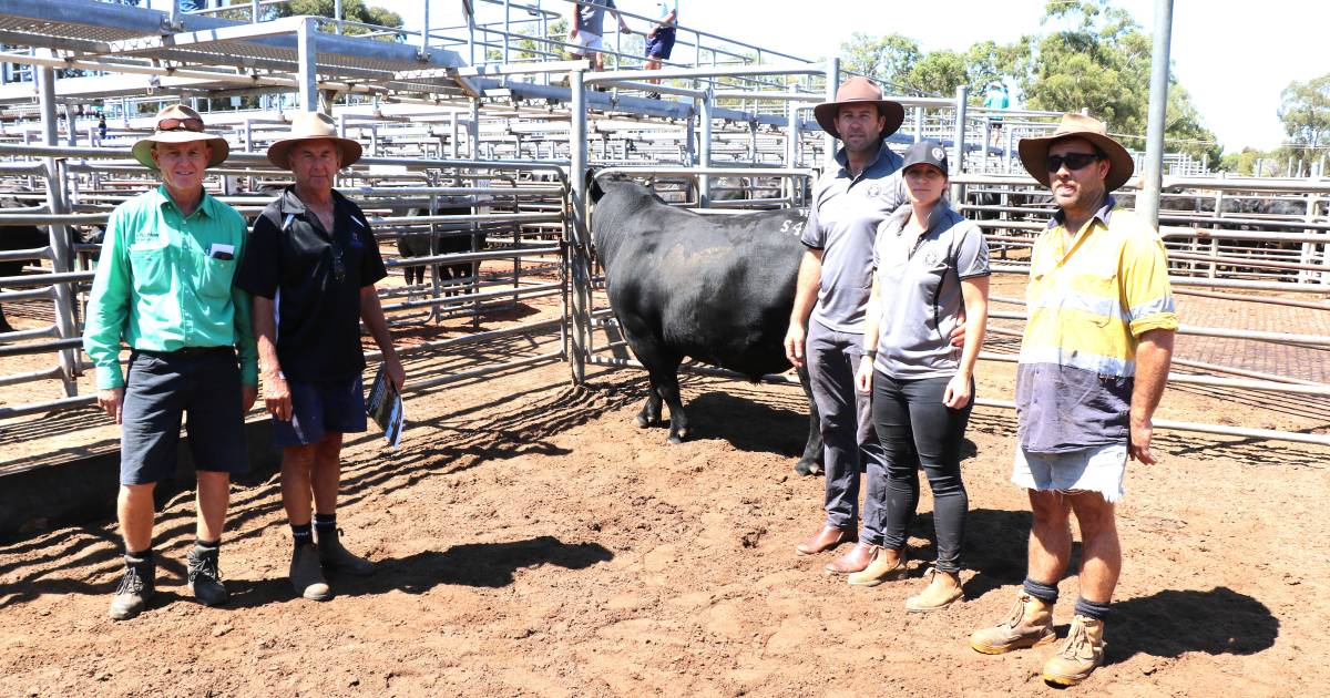 Whispering Pines sale tops at $13,000 at Boyanup | Farm Weekly