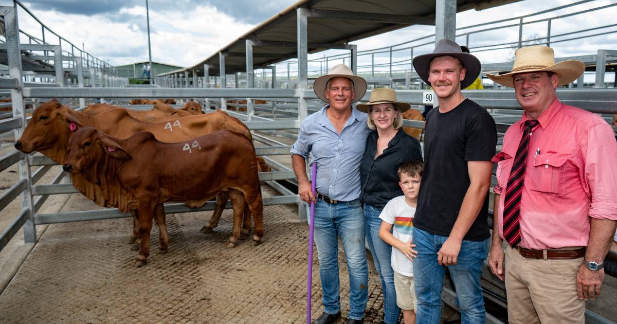 Silverdale Brahman female sale tops at $14,000