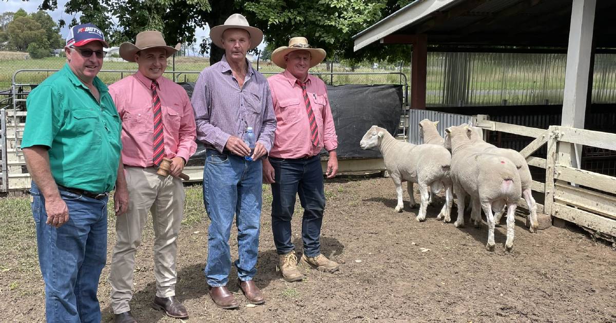 Topping at $2600, 49 Palana Poll Dorset rams averaged 1767 for 100pc clearance | The Land