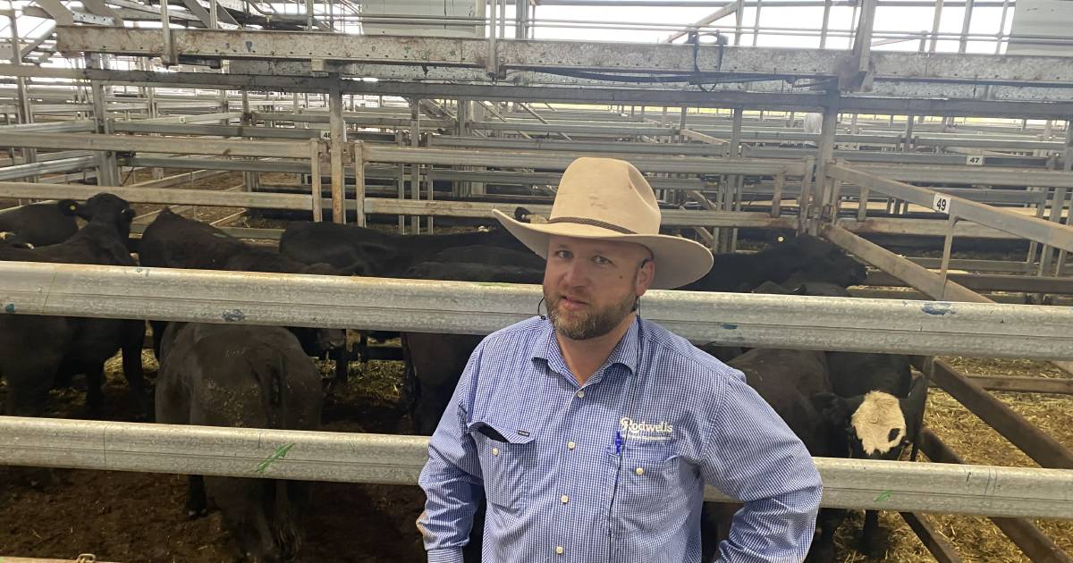 Steers topped at $1730 at NVLX Wodonga