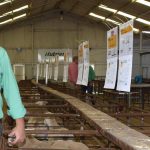 Dalby sale 1 Mar 2023: Prices ease in larger yarding