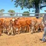 Roma sale 28 Feb 2023: Lighter cattle ease in 6224 head yarding