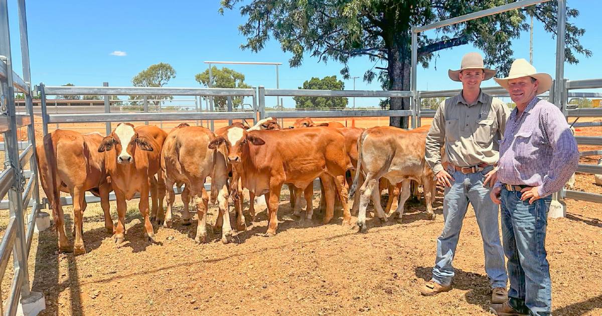 Increased Clermont yarding dominated by well-finished prime cattle